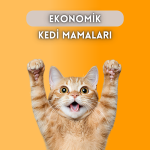 Kedi